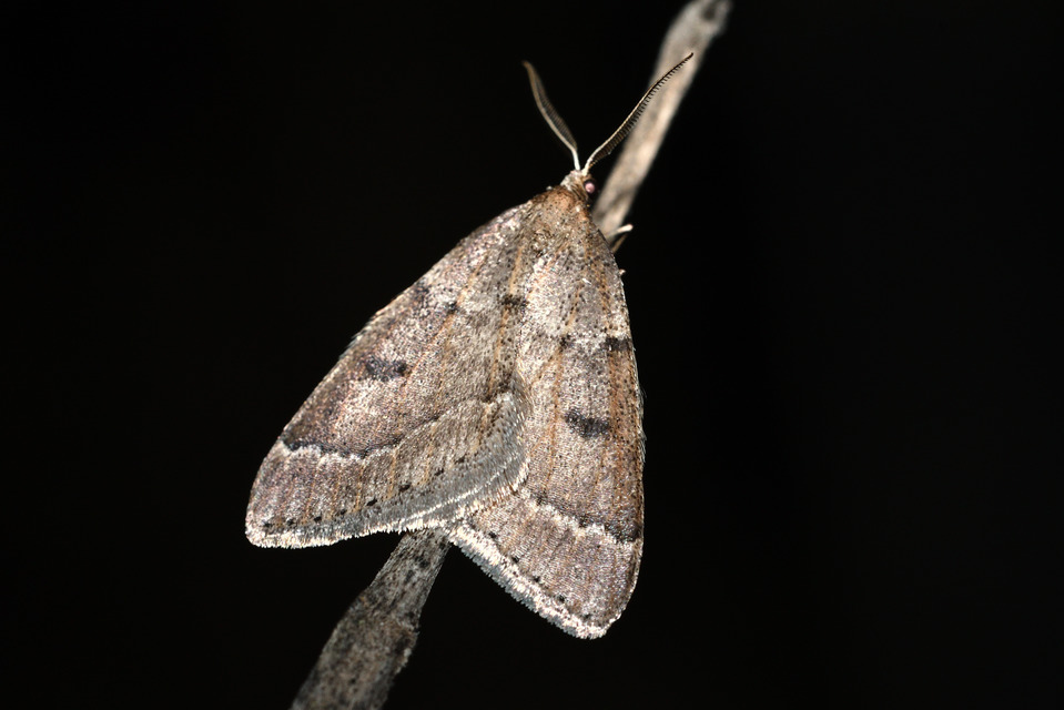 Theria rupicapraria - tavaszi kökényaraszoló
