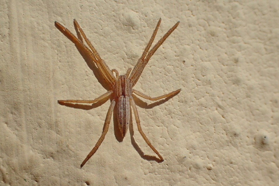 Tibellus