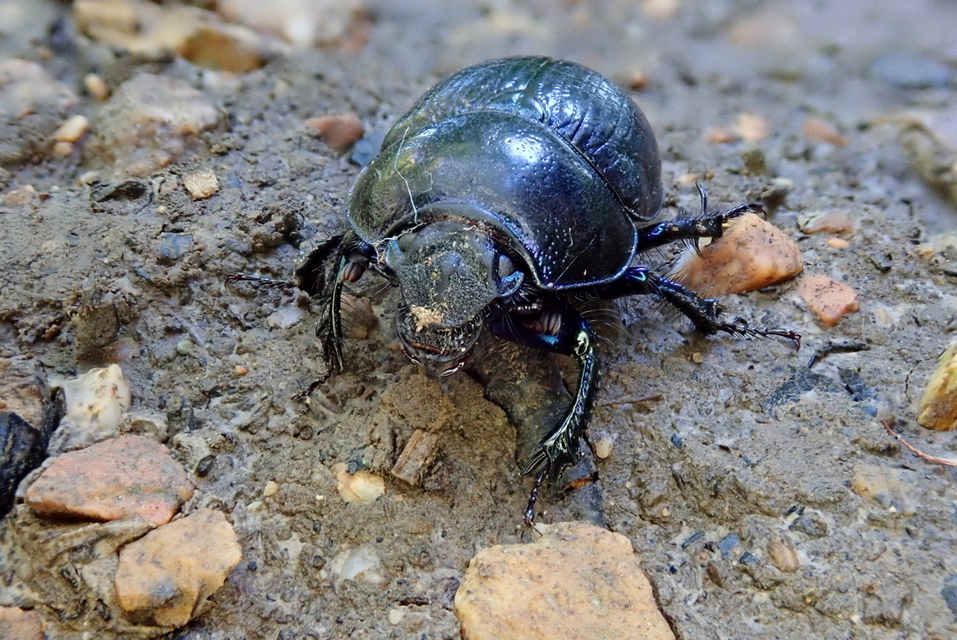 Anoplotrupes stercorosus - erdei álganéjtúró