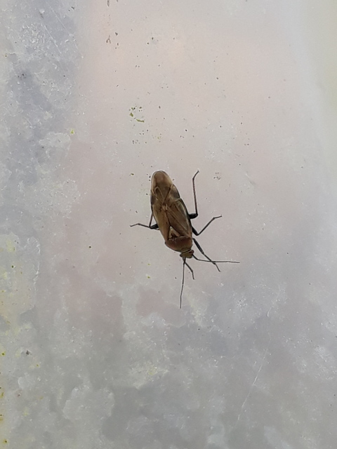 Lygus rugulipennis - molyhos mezeipoloska