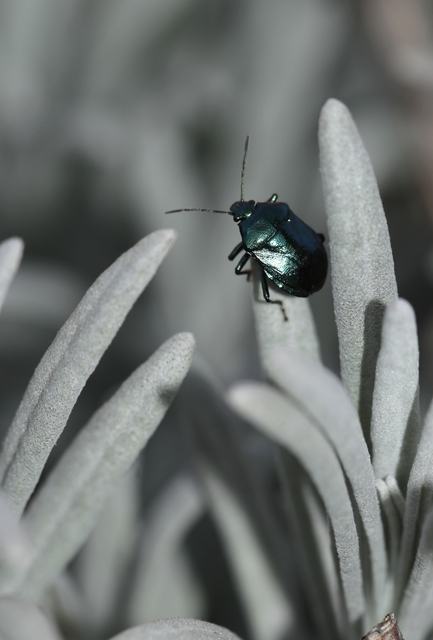 Zicrona caerulea - acélkék poloska Zicrona caerulea - acélkék poloska