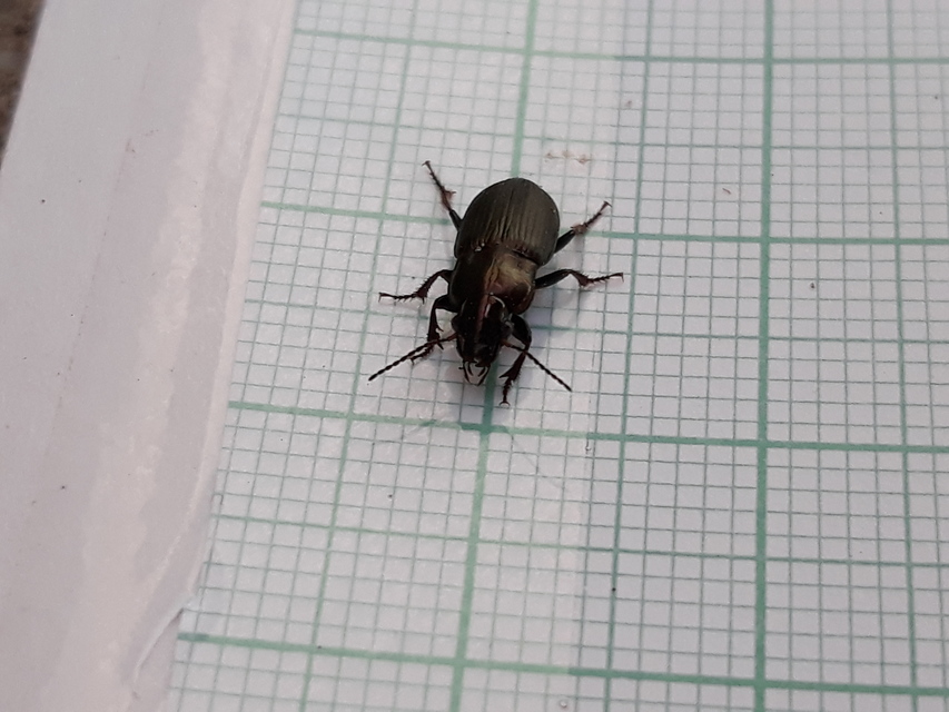 Harpalus distinguendus - mezei lomhafutó