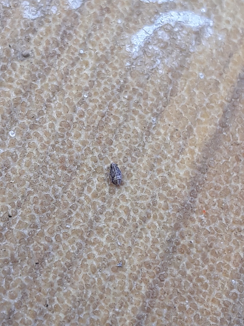 Delphacidae - sarkantyús kabócák