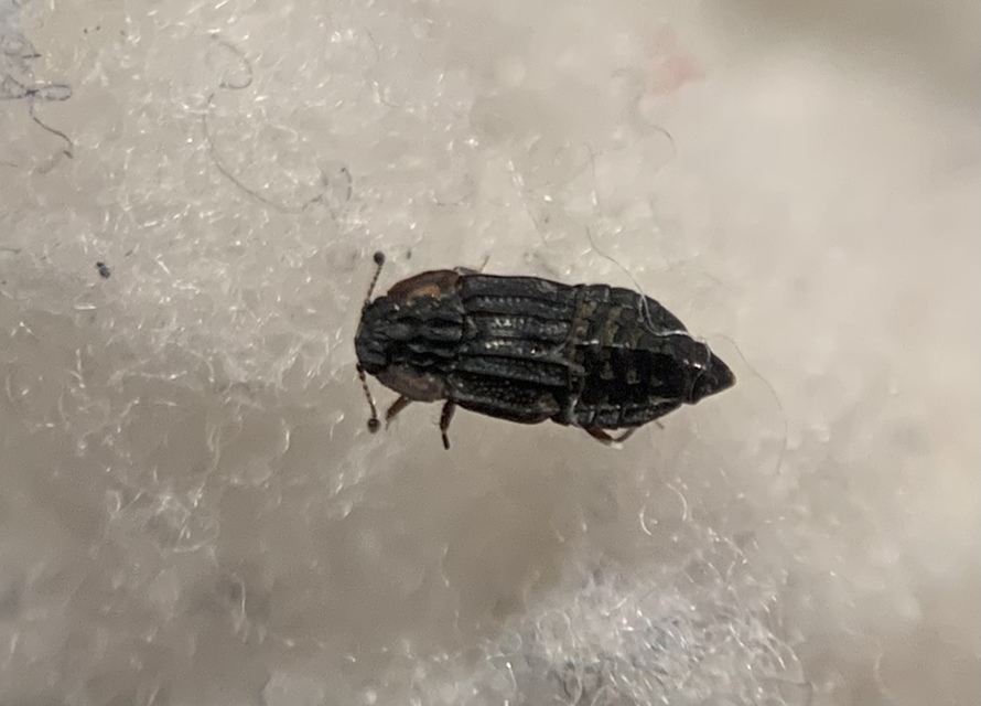Micropeplus marietti - közönséges bordásholyva