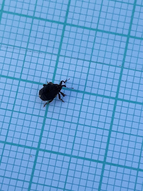 Stenocarus cardui - pipacsgyökér-ormányos