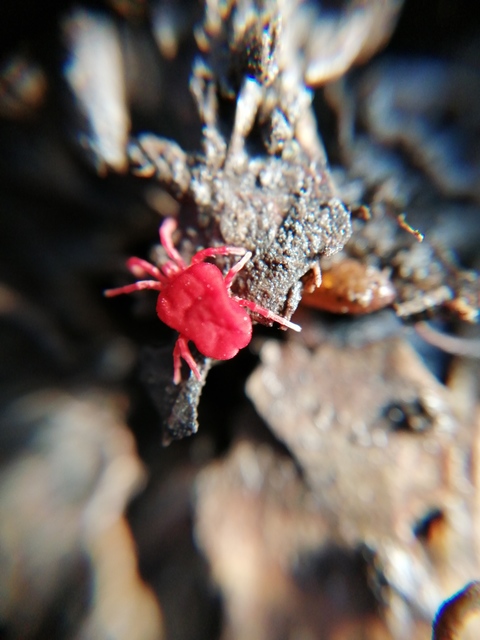 Trombidiidae