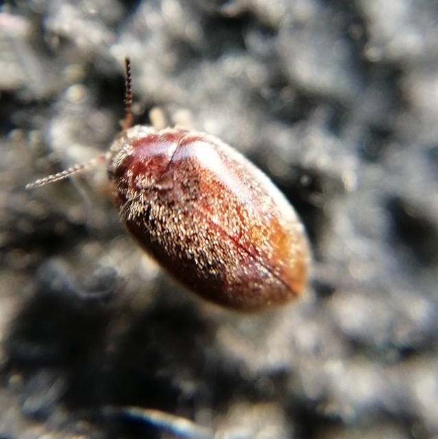 Scirtidae - rétbogárfélék