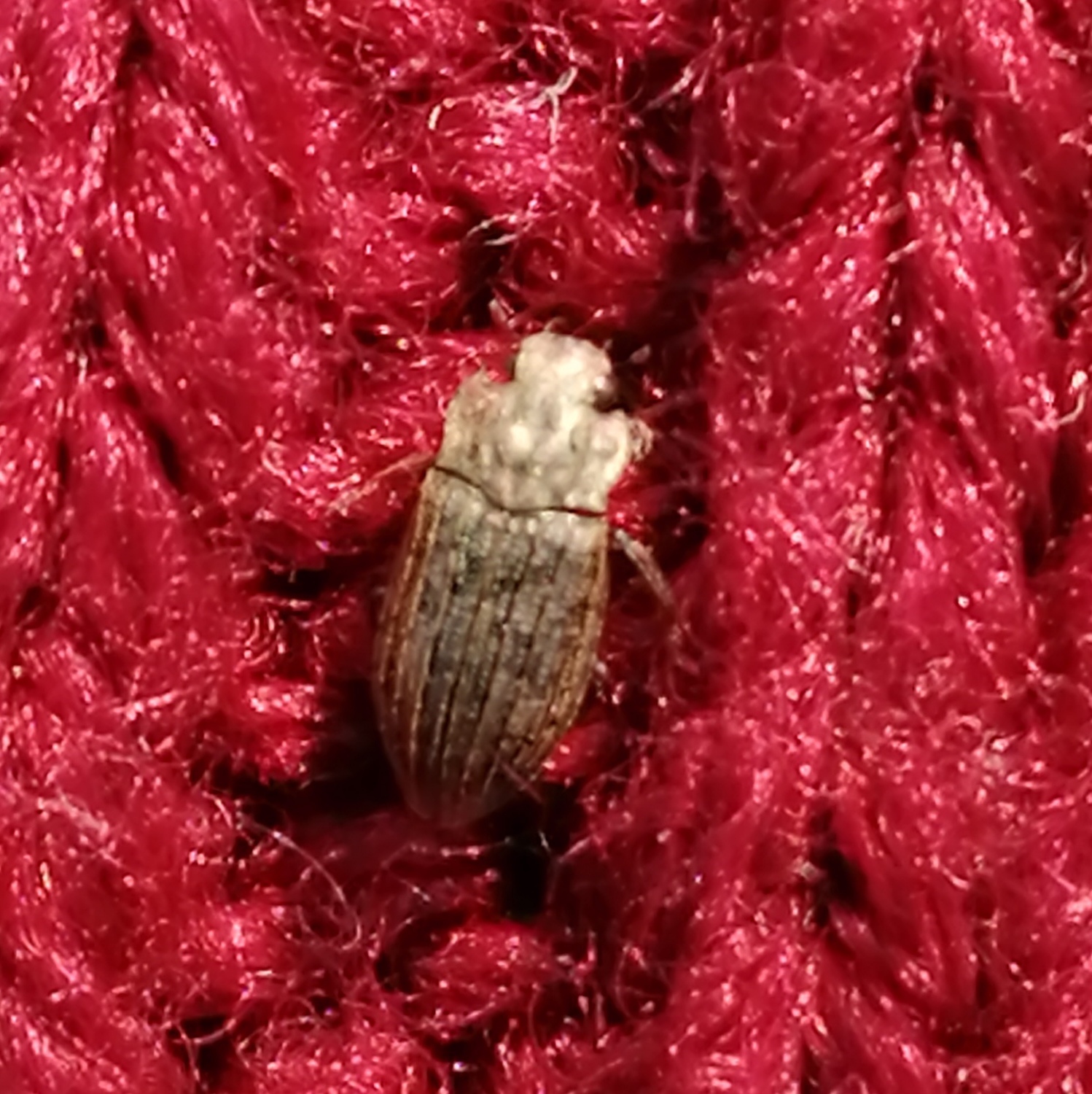 Helophorus micans - sziki vésettcsibor
