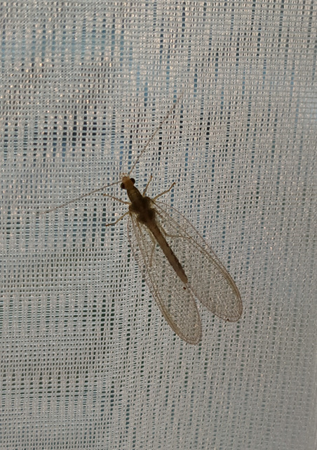 Chrysopidae - zöldfátyolkák