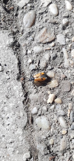 Apalus bimaculatus - kétfoltos élősdibogár