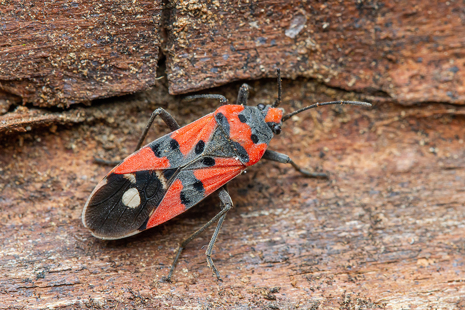 Lygaeus simulans - hamis lovagbodobács