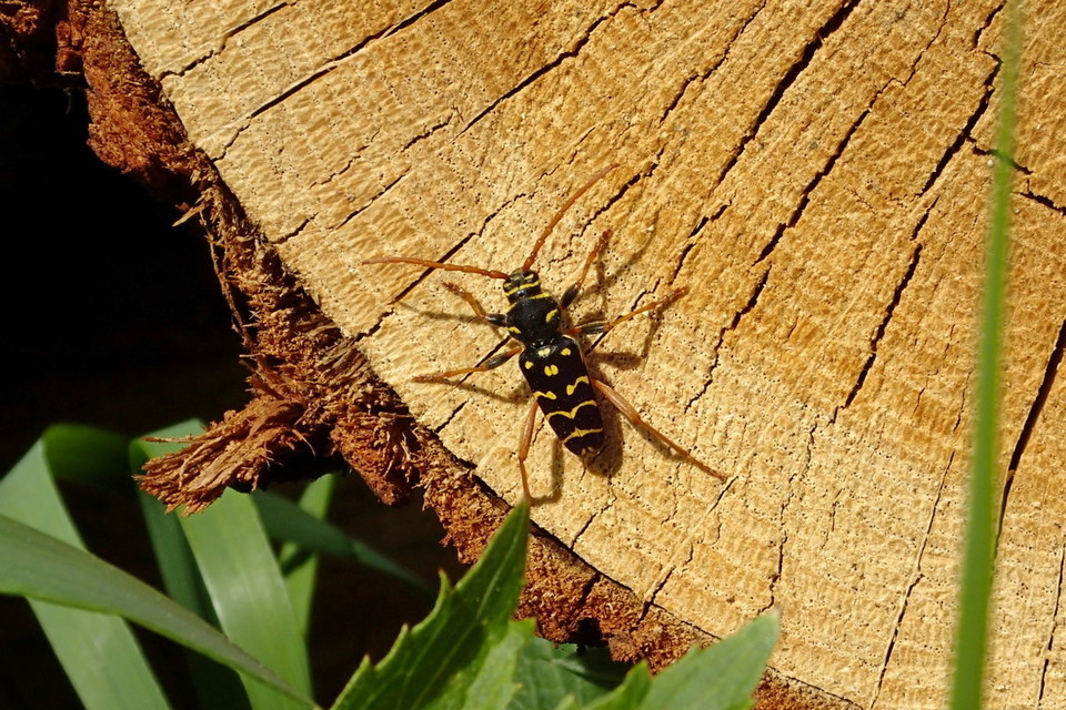 Plagionotus arcuatus - bársonyos darázscincér