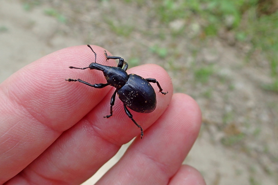 Liparus glabrirostris - közönséges acsalapuormányos