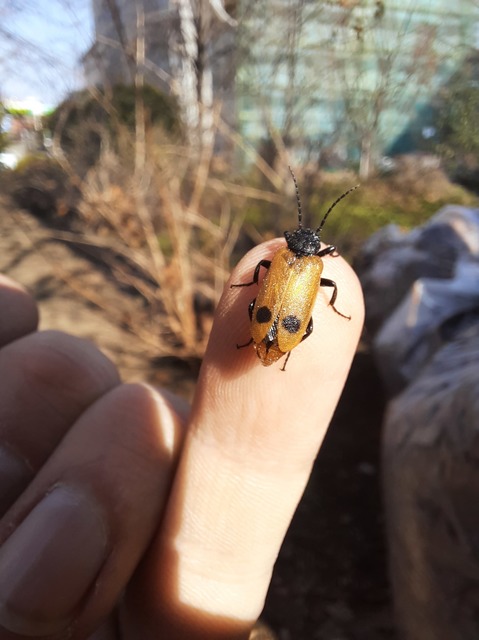 Apalus bimaculatus - kétfoltos élősdibogár