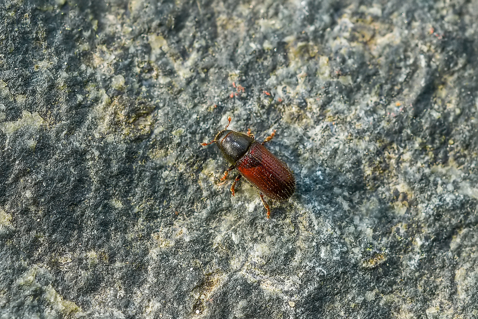 Scolytinae