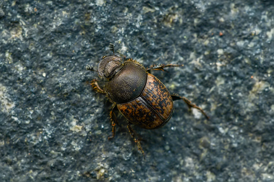 Onthophagus fracticornis - bronzos trágyatúró