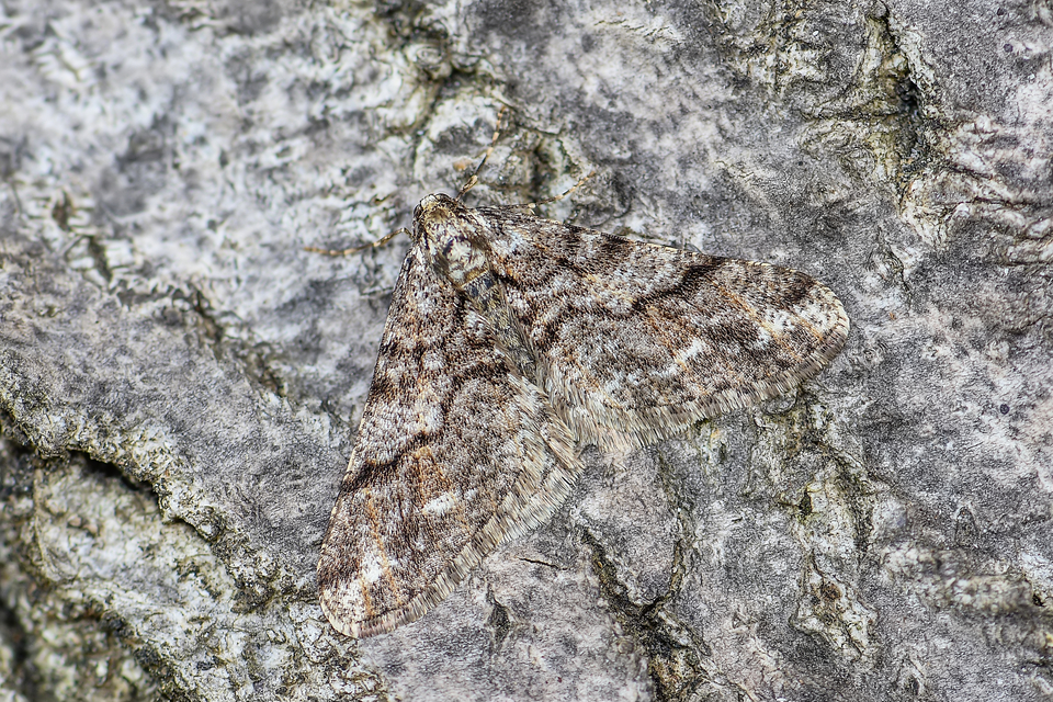 Agriopis leucophaearia - tölgy-tavasziaraszoló