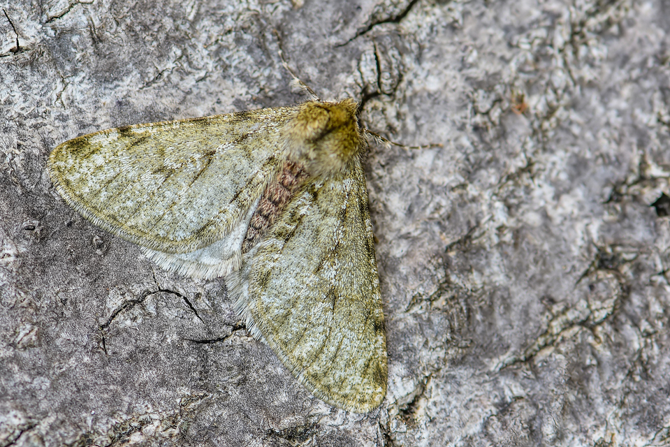 Apocheima pilosaria - zöldes tavasziaraszoló