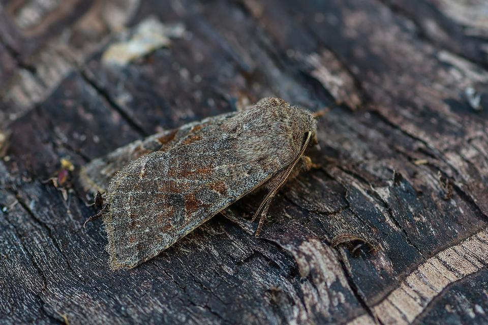 Orthosia incerta - változékony barkabagoly