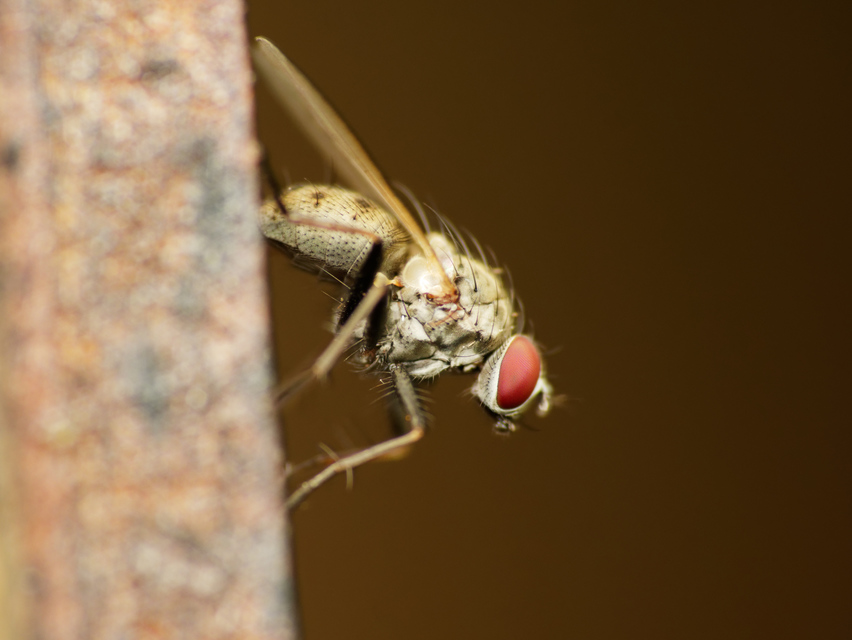 Coenosia