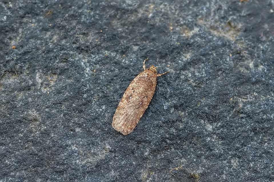 Depressariidae - laposmolyfélék