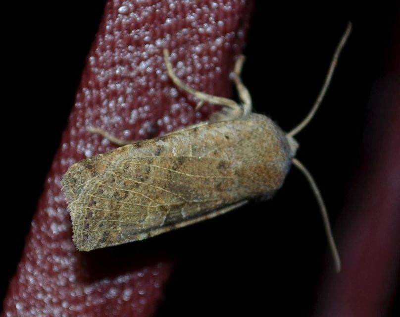 Conistra rubiginosa - szürke télibagoly