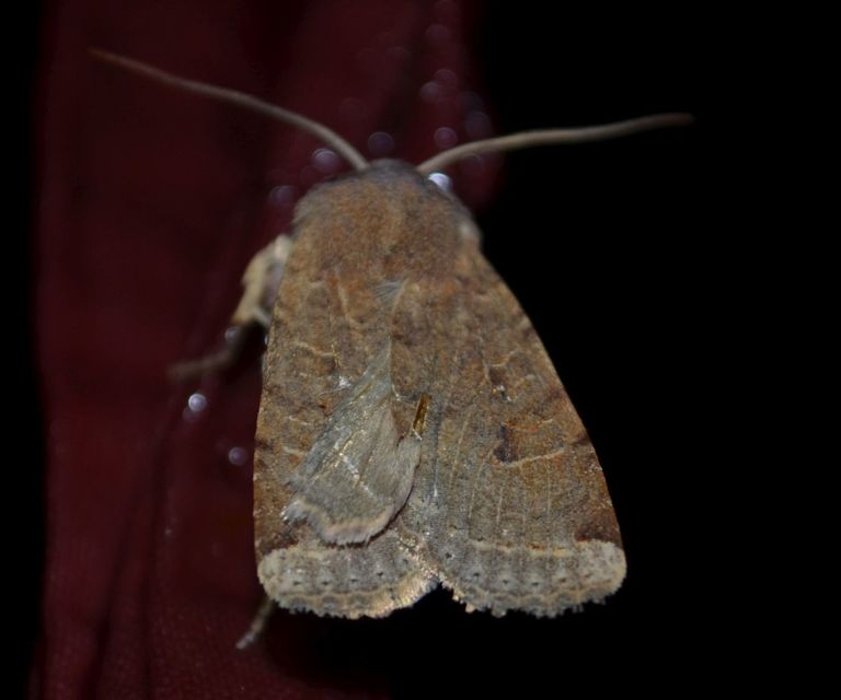 Conistra veronicae - veronika-őszibagoly