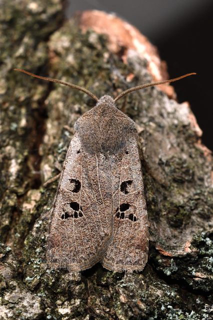 Conistra rubiginosa - szürke télibagoly