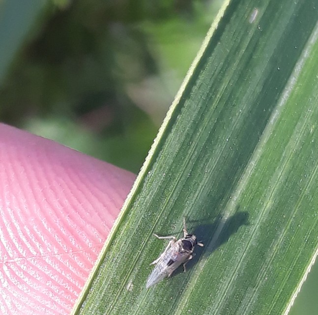 Delphacidae - sarkantyús kabócák