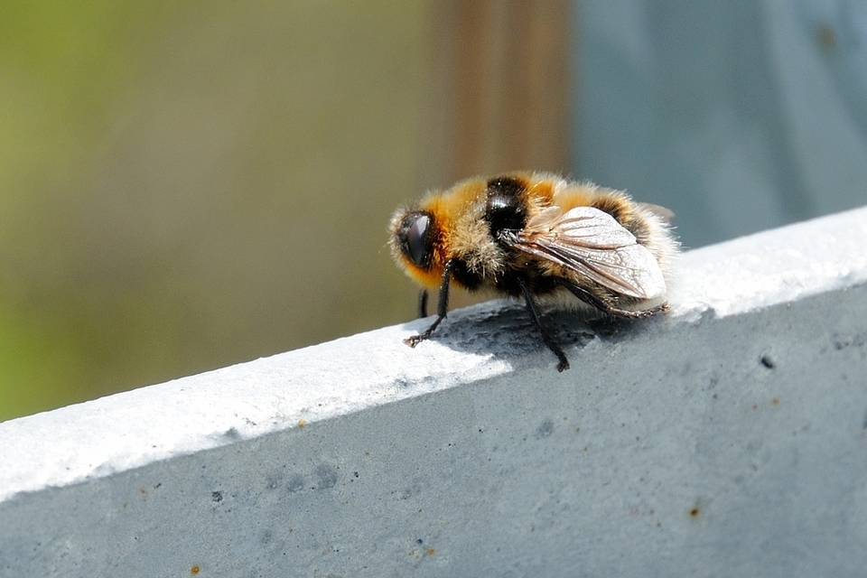 Cephenemyia auribarbis - szarvas-garatbagócs