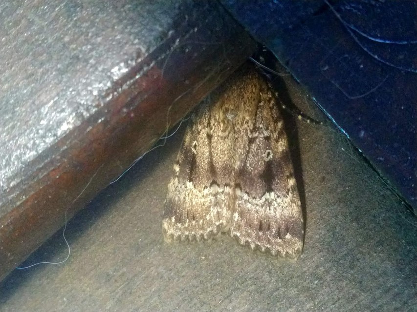Amphipyra berbera/pyramidea