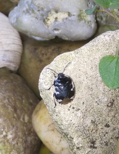 Tritomegas bicolor - foltos földipoloska