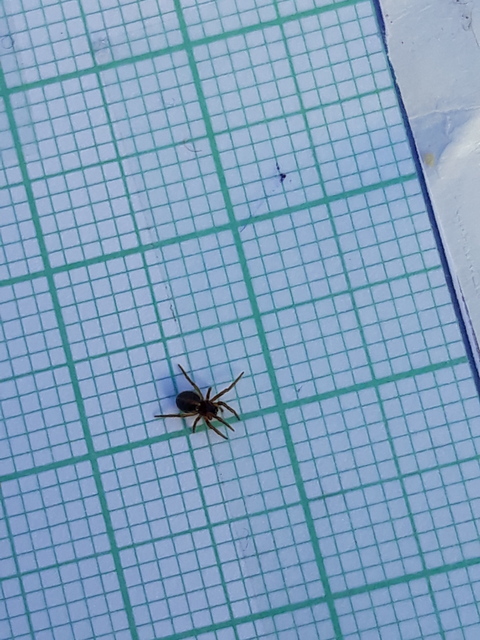 Hypsosinga sanguinea - vérszínű keresztespók