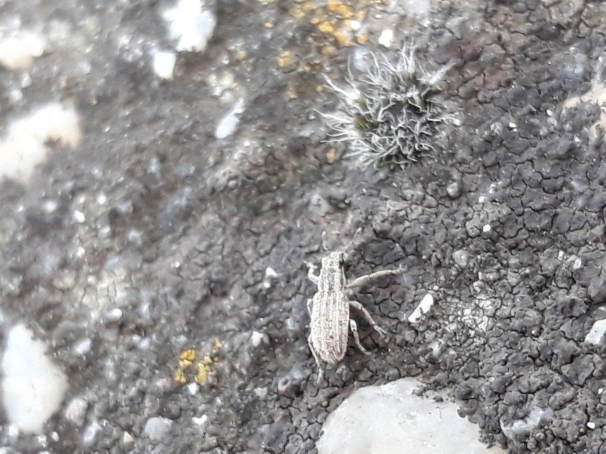 Sitona macularius - borsó-csipkézőbogár