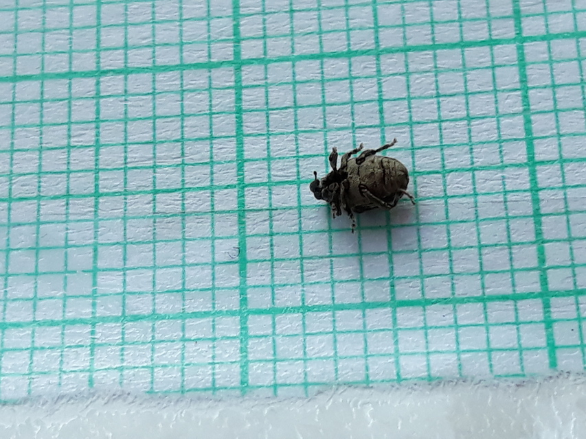 Stenocarus cardui - pipacsgyökér-ormányos