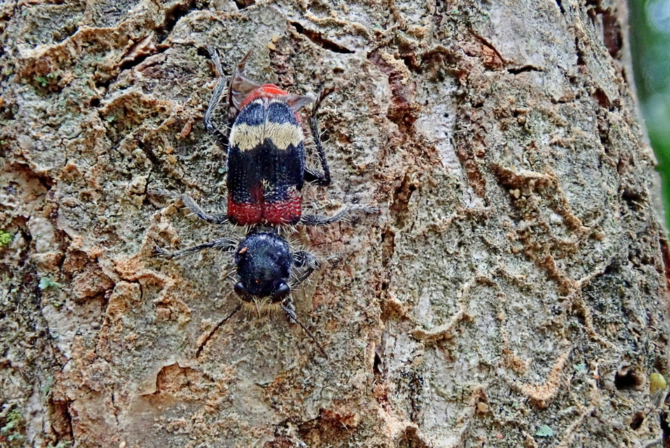 Clerus mutillarius - feketenyakú szúfarkas
