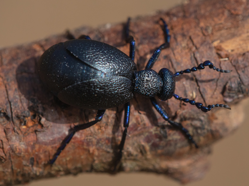 Meloe proscarabaeus - közönséges nünüke