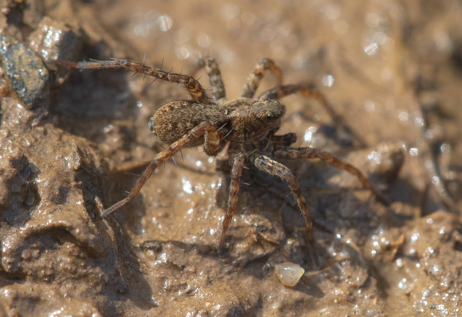 Pardosa