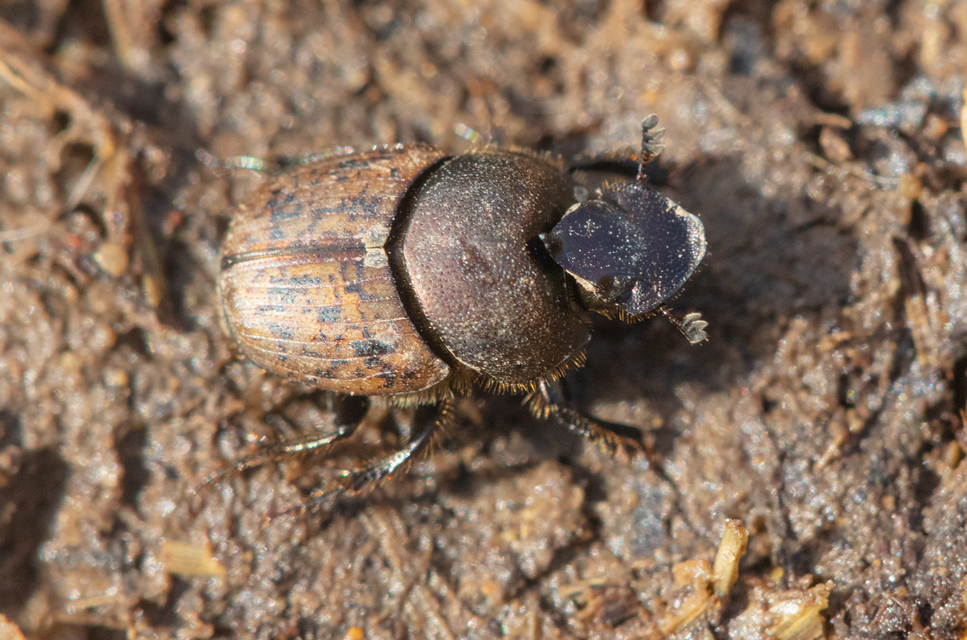 Onthophagus fracticornis - bronzos trágyatúró