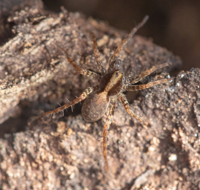 Pardosa alacris/lugubris