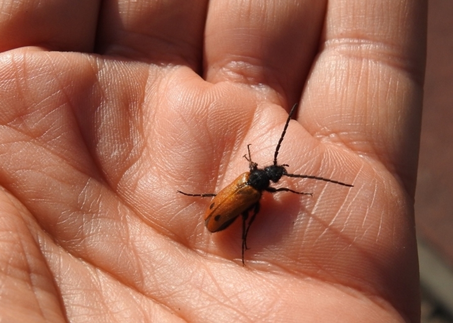 Apalus bimaculatus - kétfoltos élősdibogár