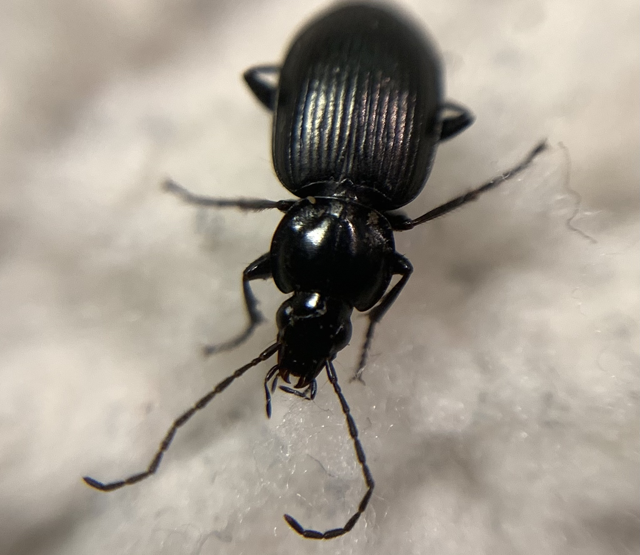 Agonum emarginatum - közönséges kisfutó