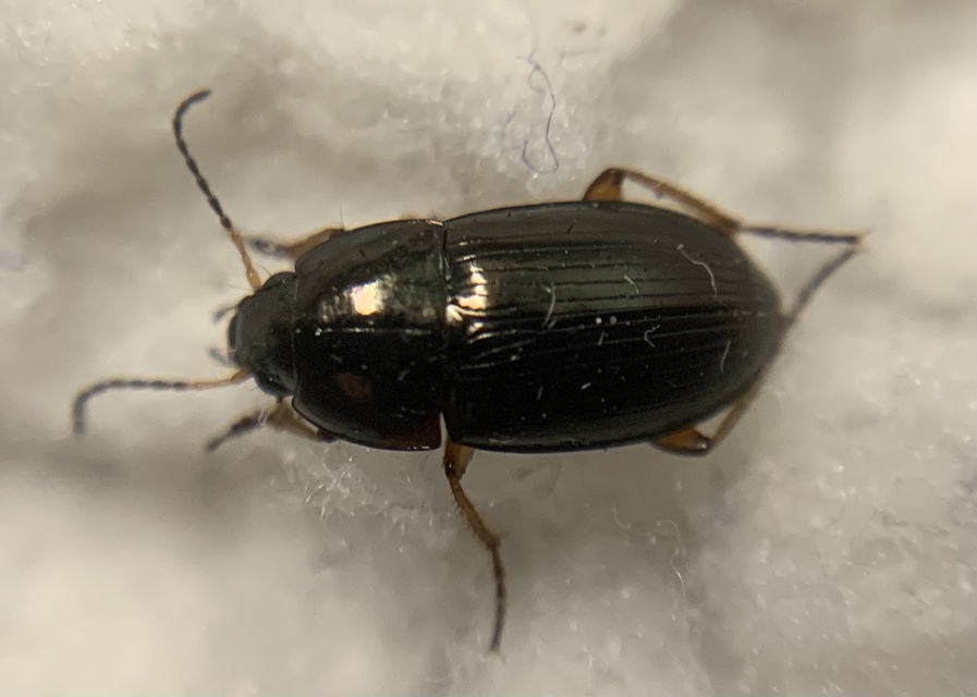 Amara familiaris - kerti közfutó