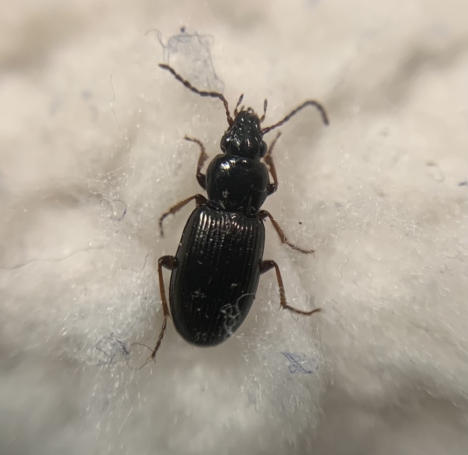 Pterostichus diligens - réti gyászfutó