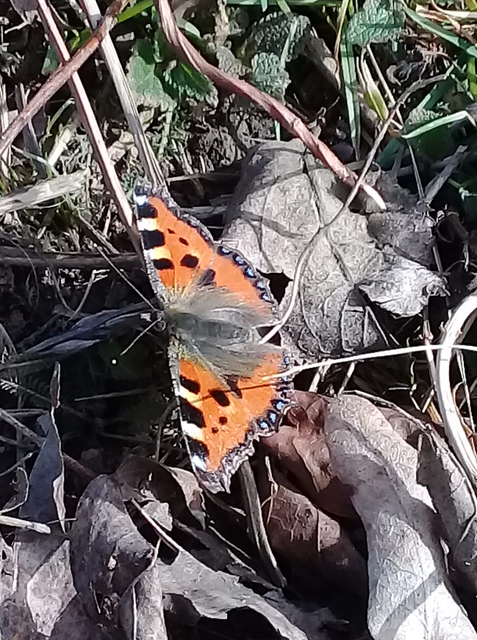 Nymphalis urticae - kis rókalepke