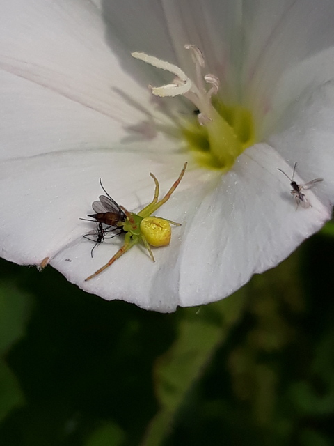 Ebrechtella tricuspidata - alakoskodó karolópók