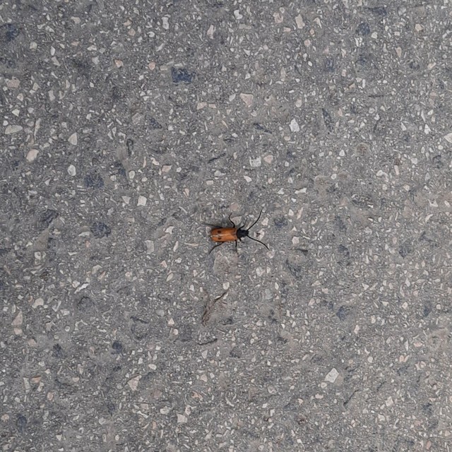 Apalus bimaculatus - kétfoltos élősdibogár