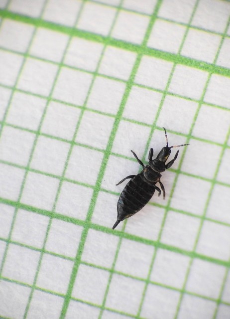 Thysanoptera - Tripszek