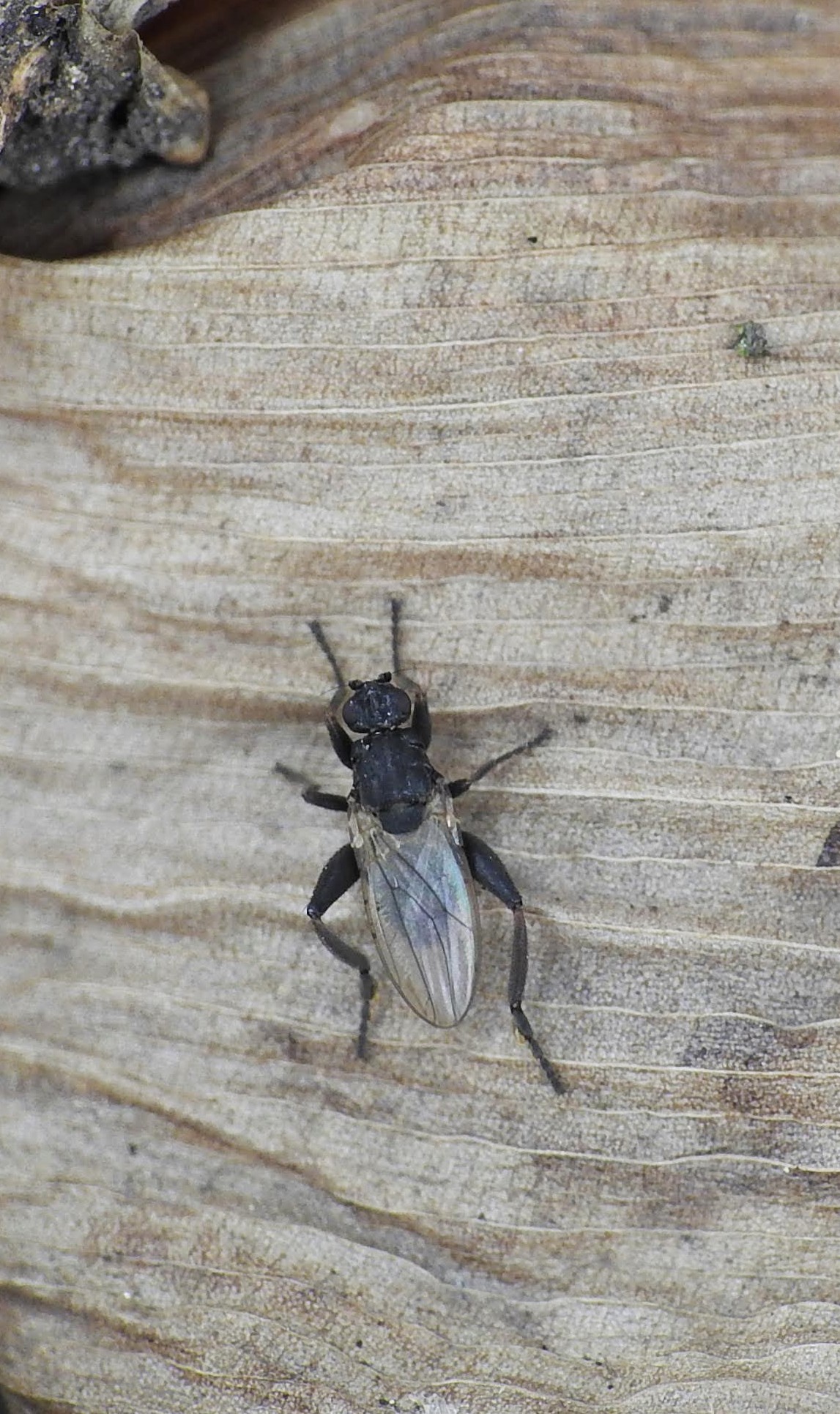 Sphaerocera