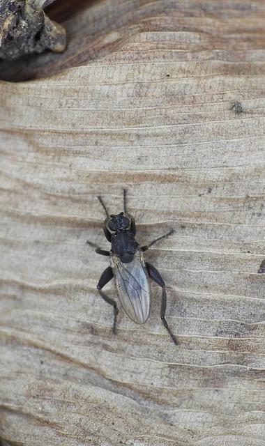 Sphaerocera